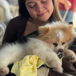 cachorro, vacina