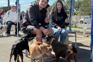 cachorro castração