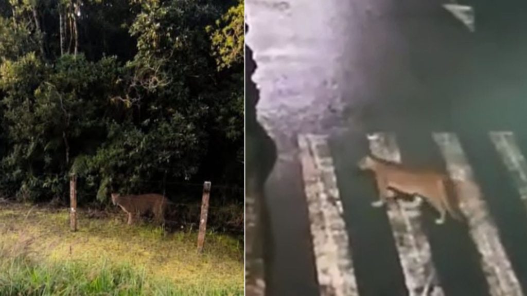 ONÇA EM PONTAL DO PARANA