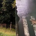 ONÇA EM PONTAL DO PARANA