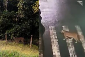 ONÇA EM PONTAL DO PARANA