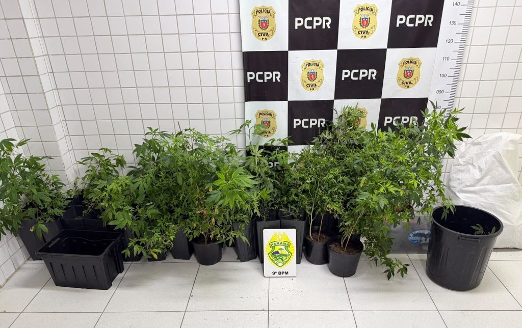 Pés de maconha apreendidos pela PM