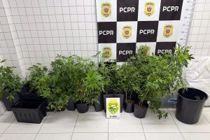 Pés de maconha apreendidos pela PM