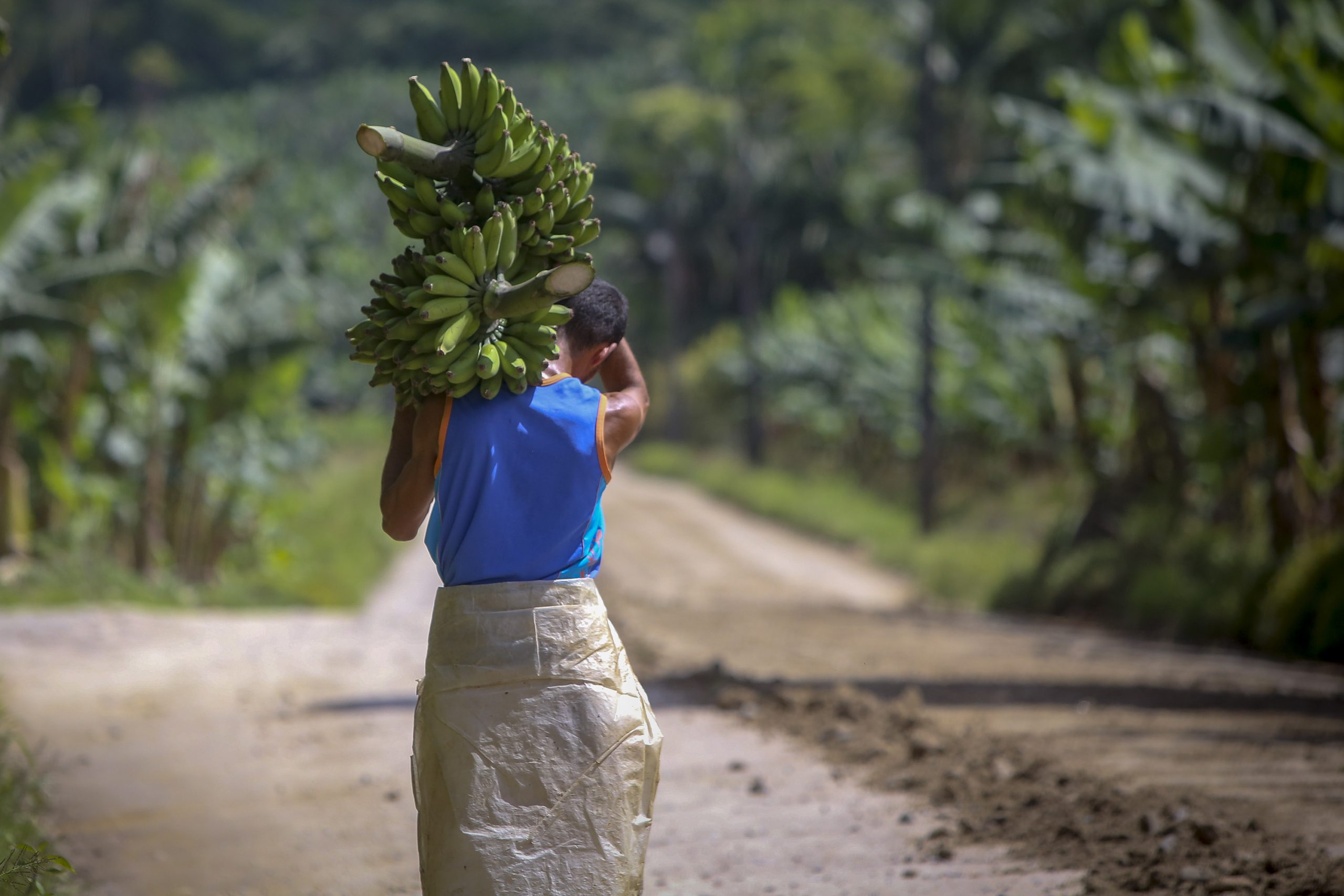 Banana Guaratuba